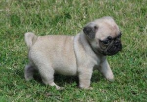 Cute Male and Female Pedigree Pug Puppies Avalable