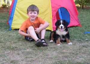 Bernese Mountain Puppies ready for adoption