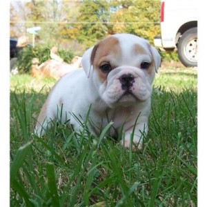 Precious male and Female English Bulldog puppies for adoption