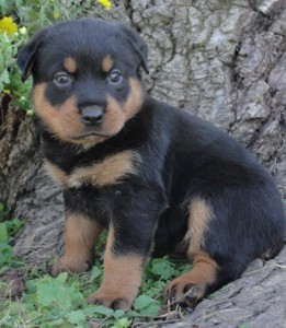 healthy rottweiler puppies for adoption?