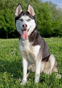 FABOLOUS HOME RAISED SIBERIAN HUSKY FOR ADOPTION