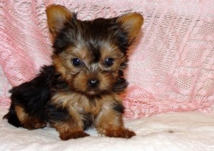 Two gorgeous Yorkie puppies for adoption, Male and Female.