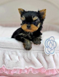 2 T-cup Yorkie puppies