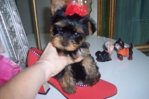 Two Healthy Teacup Yorkie Puppies For Adoption