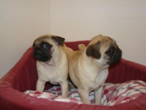 Cute Pug Puppies