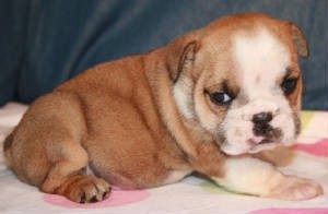 GORGEOUS AND CHARMING ENGLISH BULLDOG PUPPIES FOR FREE ADOPTION