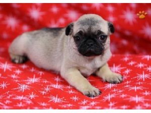 Gorgeous Pug Puppies Available