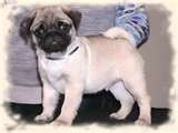 nice looking mops puppies for rehoming