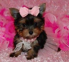 Cute and adorable yorkie puppies...