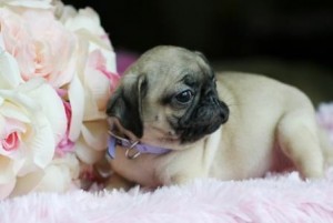 Pug puppies for free to a lovely home this week