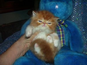 Cute Persian kittens for adoption