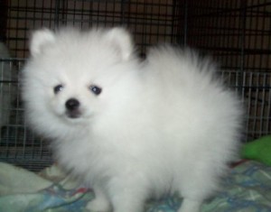 Sweet Pomeranian Puppies