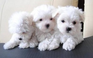 Male And Female Maltese Puppies Available For New Home