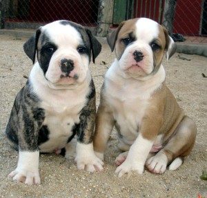 *AVAILABLE MALE AND FEMALE ENGLISH BULLDOG PUPPIES FOR ANY PET LOVING HOME