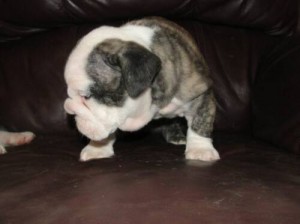 Adopt  English Bulldog puppies