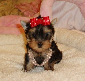 CHARMING AND AMAZING TEACUP YOKIE PUPPIES FOR ADOPTION