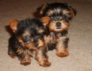 *****Quality and Blessed Yorkie puppies for Adoption******