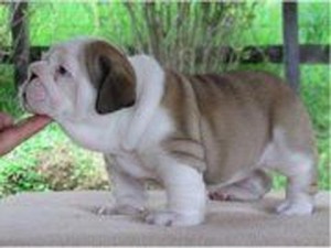 cute english bulldog ready for adoption