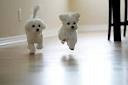 charming lovely Maltese puppies available for new family hom