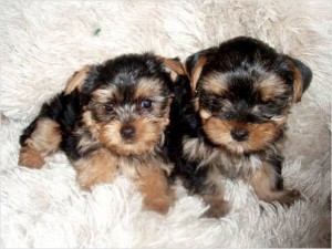 Lovely  Tea-cup Yorkie Puppies For Good Homes With All Papers