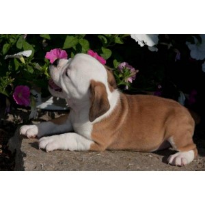 English bulldog for urgent adoption