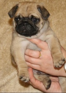 aorable pug puppies for free adoption for only good and caring home with kids