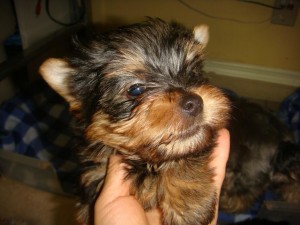 Two Gorgeous  Yorky  Puppies Friendly Homes