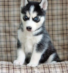 Gorgeous Husky puppies now ready for their new homes