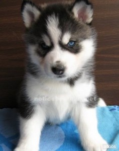 Playful siberian husky puppies male and female