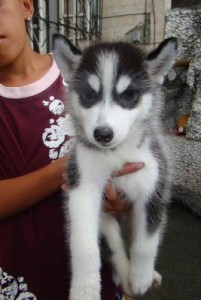 Our siberian husky puppies puppies will not disappoint you,