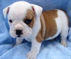 Adorable English bulldog puppies for free adoption