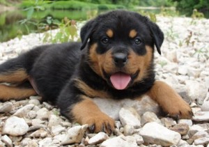 Well socialized Rottweiler puppies ready for their new home with you today