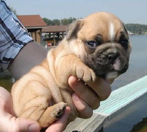 Gorgeous English bulldog puppies for adoption