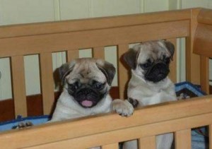 GOOD QUALITY PUG PUPPIES FOR NICE HOME