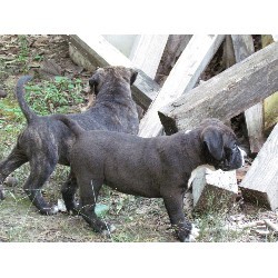 Adorable and Very Playful  Pit Bull puppies for adoption