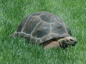 Aldebra Giant Tortoise for Adoption