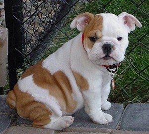 male and female english bulldog puppies