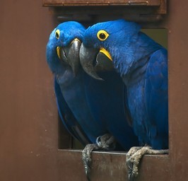 Blue and Gold Macaws for adoption