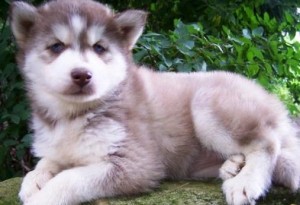 Champion Siberian Husky Puppies