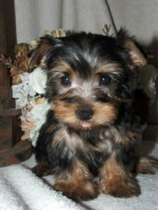 Beautiful And Adorable Yorkie Puppies For A Small Re-homing