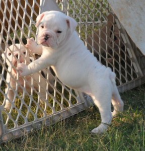 AKC reg English Bulldogs For Adoption