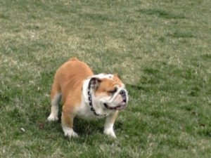 female English bulldog