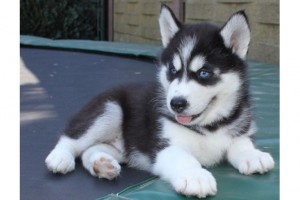 Male And Female Siberian Husky babies For Adoption