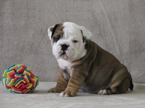 English Bulldog puppies for adoption...