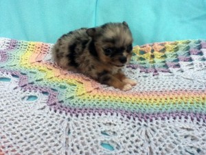 Micro Apple Head Chihuahua aprox. 3-4lb full grown Rare Blue Merle longhair