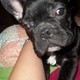 french bull dog for sale