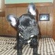 french bull dog for sale