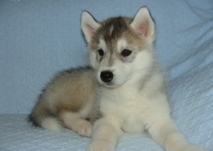 Siberian husky puppies for re-homing