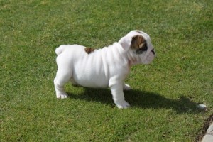 English bull dog for sale