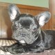 french bull dog for sale